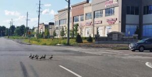 p1-1-300x153 (ਕੈਨੇਡਾ ਦੀ ਪਲੇਠੀ-ਫੇਰੀ-3)/ “ਵਿਲੱਖਣ ਵੀ.ਆਈ.ਪੀ.-ਕੈਨੇਡੀਅਨ ਹੰਸ”/ ਪ੍ਰੋ. ਜਸਵੰਤ ਸਿੰਘ ਗੰਡਮ