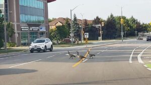 p2-1-300x169 (ਕੈਨੇਡਾ ਦੀ ਪਲੇਠੀ-ਫੇਰੀ-3)/ “ਵਿਲੱਖਣ ਵੀ.ਆਈ.ਪੀ.-ਕੈਨੇਡੀਅਨ ਹੰਸ”/ ਪ੍ਰੋ. ਜਸਵੰਤ ਸਿੰਘ ਗੰਡਮ