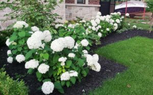 p2-300x187 (ਕੈਨੇਡਾ ਦੀ ਪਲੇਠੀ ਫੇਰੀ-2)/  “ਮੇਪਲ ਦੇ ਮੁਲਕ ‘ਚ ਗਰਮੀਆਂ ਦੀ ਰੁੱਤੇ”/ਪ੍ਰੋ. ਜਸਵੰਤ ਸਿੰਘ ਗੰਡਮ