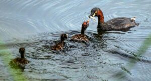 p3-1-300x161 (ਕੈਨੇਡਾ ਦੀ ਪਲੇਠੀ-ਫੇਰੀ-3)/ “ਵਿਲੱਖਣ ਵੀ.ਆਈ.ਪੀ.-ਕੈਨੇਡੀਅਨ ਹੰਸ”/ ਪ੍ਰੋ. ਜਸਵੰਤ ਸਿੰਘ ਗੰਡਮ